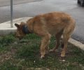 Σώθηκε το σκυλί που περιφερόταν με σωλήνα ως περιλαίμιο στον Αχινό Φθιώτιδας (βίντεο)