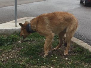 Σώθηκε το σκυλί που περιφερόταν με σωλήνα ως περιλαίμιο στον Αχινό Φθιώτιδας (βίντεο)