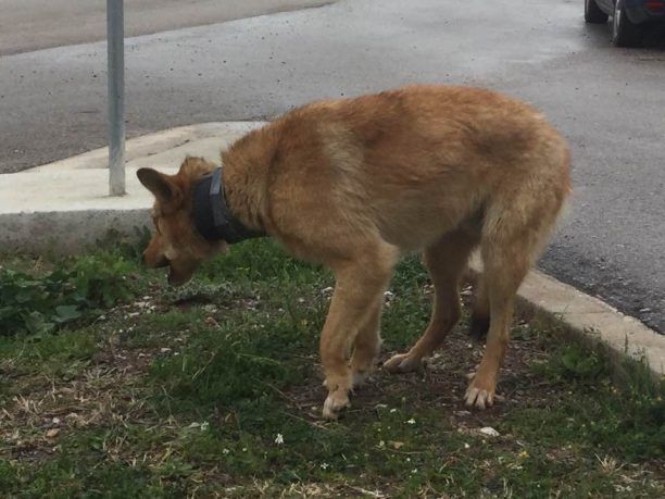 Σώθηκε το σκυλί που περιφερόταν με σωλήνα ως περιλαίμιο στον Αχινό Φθιώτιδας (βίντεο)