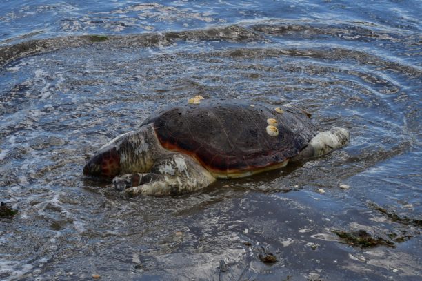 Ακόμα μια θαλάσσια χελώνα βρέθηκε νεκρή σε ακτή στη Δαλαμανάρα Αργολίδας