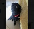 Χάθηκε μαύρος θηλυκός σκύλος στις Αχαρνές Αττικής