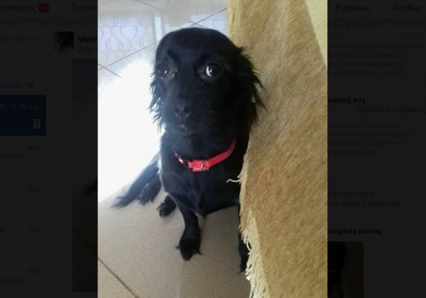 Χάθηκε μαύρος θηλυκός σκύλος στις Αχαρνές Αττικής