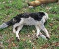 Δαύλεια Βοιωτίας: Τέσσερα σκυλιά νεκρά από φόλες