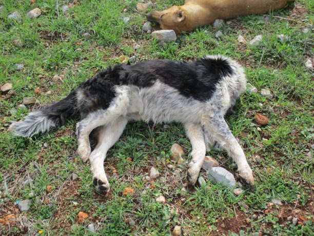 Δαύλεια Βοιωτίας: Τέσσερα σκυλιά νεκρά από φόλες