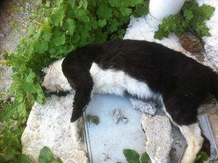 Περισσότερες από 80 γάτες νεκρές από φόλες στους Φούρνους Κορσεών (Ικαρίας)
