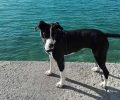 Χάθηκε στειρωμένος θηλυκός σκύλος στην Αγία Μαρίνα Κορωπίου Αττικής