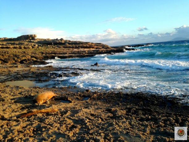 Νεκρή αποκεφαλισμένη φώκια εκβράστηκε στην παραλία Μιμίτσουλας Λακωνίας