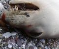Εύβοια: Βρήκε τη φώκια πυροβολημένη στο κεφάλι στην παραλία Φραγκάκη Αχλαδίου
