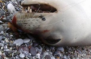 Εύβοια: Βρήκε τη φώκια πυροβολημένη στο κεφάλι στην παραλία Φραγκάκη Αχλαδίου