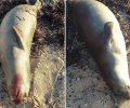Βρήκαν νεκρή φώκια σε παραλία της Δονούσας