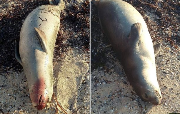 Βρήκαν νεκρή φώκια σε παραλία της Δονούσας