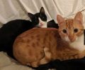 Ο Φρίξος και ο Σποτ είναι στειρωμένες αρσενικές γάτες που αναζητούν σπιτικό
