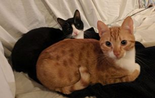 Ο Φρίξος και ο Σποτ είναι στειρωμένες αρσενικές γάτες που αναζητούν σπιτικό