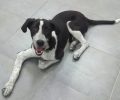 Χάθηκε αρσενικός σκύλος από τον Καρελλά στο Κορωπί