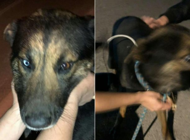 Γλυφάδα: Κάνουν έκκληση για τη φιλοξενία του σκύλου που βρέθηκε με θηλιά από καλώδιο στον λαιμό του