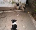 Χανιά: Ποινή χωρίς αναστολή – εξαγοράσιμη – για τη γυναίκα που κακοποιούσε τα 3 σκυλιά της