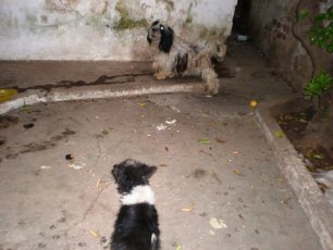 Χανιά: Ποινή χωρίς αναστολή – εξαγοράσιμη – για τη γυναίκα που κακοποιούσε τα 3 σκυλιά της