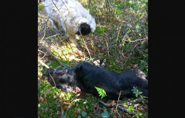 Χορτοκόπι Καβάλας: Βρήκαν δύο αδέσποτα σκυλιά πυροβολημένα και το ένα ήδη νεκρό