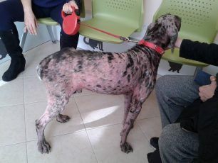 Ο σκύλος που o Δήμος Λαυρεωτικής εξαφάνισε από την Κερατέα για 5 μήνες αφέθηκε ελεύθερος άρρωστος και σε κακά χάλια