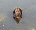 Γιάννενα: Έσωσαν τον σκύλο από τη Λίμνη Παμβώτιδα