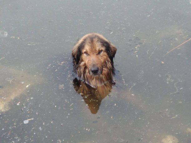 Γιάννενα: Έσωσαν τον σκύλο από τη Λίμνη Παμβώτιδα