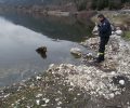 Ελπίζουν να συνέλθει ο σκύλος που βρέθηκε παράλυτος μέσα στη λίμνη των Ιωαννίνων