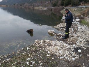 Ελπίζουν να συνέλθει ο σκύλος που βρέθηκε παράλυτος μέσα στη λίμνη των Ιωαννίνων