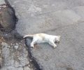 Με φόλες δηλητηριάζουν συστηματικά τις γάτες και στο Ηράκλειο Αττικής