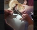 Μεσσηνία: Βρήκαν σκυλί με θηλιά - περιλαίμιο μέσα στον λαιμό του σε κεντρικό δρόμο της Καλαμάτας (βίντεο)
