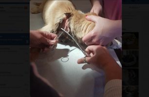 Μεσσηνία: Βρήκαν σκυλί με θηλιά - περιλαίμιο μέσα στον λαιμό του σε κεντρικό δρόμο της Καλαμάτας (βίντεο)
