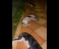 4 σκυλιά νεκρά από φόλες στα Καμένα Βούρλα Φθιώτιδας