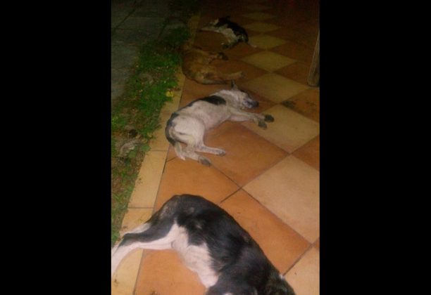 4 σκυλιά νεκρά από φόλες στα Καμένα Βούρλα Φθιώτιδας