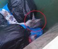 Καμποχώρι Αρκαδίας: Βρήκε ζωντανό κουνέλι πεταμένο μέσα σε κάδο σκουπιδιών (βίντεο)