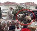 Μεσοποταμία Καστοριάς: Πρόβατα και κατσίκες χρησιμοποίησαν για να διασκεδάσουν οι καρναβαλιστές (βίντεο)