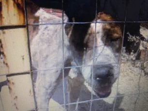 Κέρκυρα: Καταδικάστηκε με αναστολή ο άνδρας που άφησε τον άρρωστο σκύλο του να πεθάνει αβοήθητος