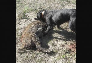 Κιλκίς: Κυνηγός βάζει τον σκύλο του να δαγκώνει το παράλυτο αλλά ζωντανό αγριογούρουνο που έχει πυροβολήσει (βίντεο)