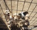 Λαϊκή Συσπείρωση Θεσσαλίας: Ασυδοσία σε βάρος ζώων και φιλόζωων από αδιάφορους για τ’ αδέσποτα δήμους