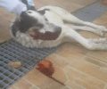 Κριεκούκι (Ερυθρές) Αττικής: Βρήκαν τον σκύλο νεκρό πυροβολημένο στο κεφάλι