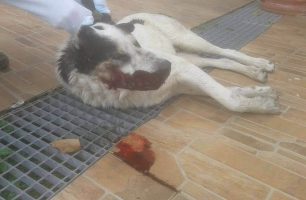 Κριεκούκι (Ερυθρές) Αττικής: Βρήκαν τον σκύλο νεκρό πυροβολημένο στο κεφάλι