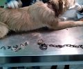 Έσωσαν τον σκύλο που για μήνες υπέφερε από την αλυσίδα μέσα στον λαιμό του στην Κρηνίδα Λήμνου (βίντεο)