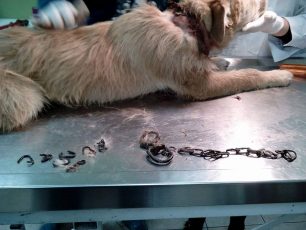 Έσωσαν τον σκύλο που για μήνες υπέφερε από την αλυσίδα μέσα στον λαιμό του στην Κρηνίδα Λήμνου (βίντεο)