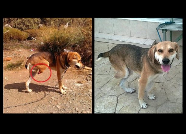 Κρήτη: Γυναίκα στην Ιεράπετρα υιοθέτησε τον σκύλο που βοσκός στο Ηράκλειο βασάνιζε στο μαντρί του
