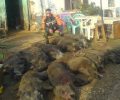 Δράμα: Κυνηγοί βασανίζουν αγριογούρουνα και ανεβάζουν βίντεο στο facebook 