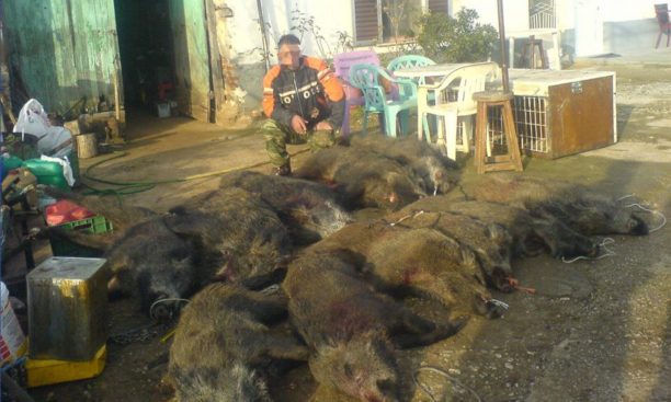 Δράμα: Κυνηγοί βασανίζουν αγριογούρουνα και ανεβάζουν βίντεο στο facebook 