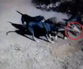 Μέδουσα Ξάνθης: Κυνηγός βασανίζει με 3 κυνηγόσκυλα αγριογούρουνο & ανεβάζει στο facebook βίντεο
