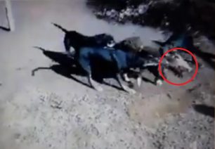 Μέδουσα Ξάνθης: Κυνηγός βασανίζει με 3 κυνηγόσκυλα αγριογούρουνο & ανεβάζει στο facebook βίντεο