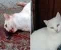 Εκφράζει την οργή της για τη σκόπιμη δολοφονία γάτας από οδηγό στις Καλυθιές Ρόδου