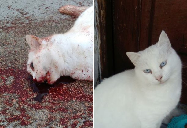 Εκφράζει την οργή της για τη σκόπιμη δολοφονία γάτας από οδηγό στις Καλυθιές Ρόδου