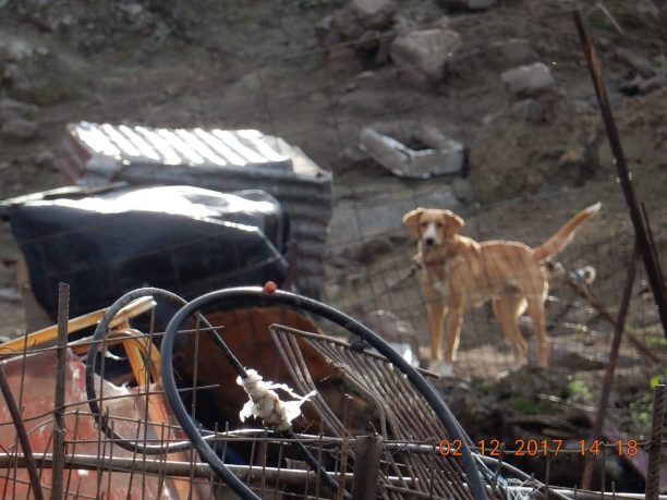 Λέσβος: 7.300 € σε διοικητικά πρόστιμα τον Δεκέμβριο του 2017 για κακοποίηση/κακομεταχείριση σκυλιών