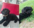 Χάθηκε μαύρος αρσενικός σκύλος στο Μενίδι Αττικής